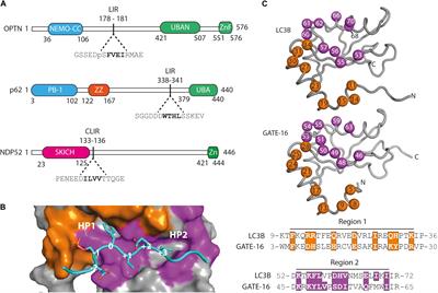 Disrupting the LC3 Interaction Region (LIR) Binding of Selective Autophagy Receptors Sensitizes AML Cell Lines to Cytarabine